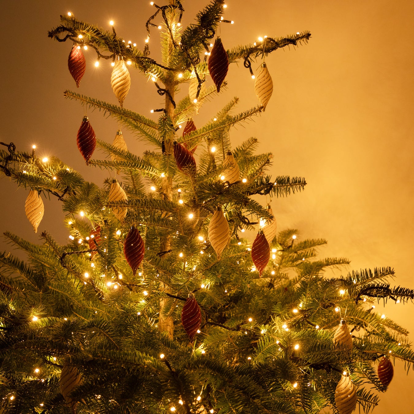 クリスマスツリーといえばモミの木横浜市の家づくり・ 注文住宅は工務店の Kizuki 小泉木材