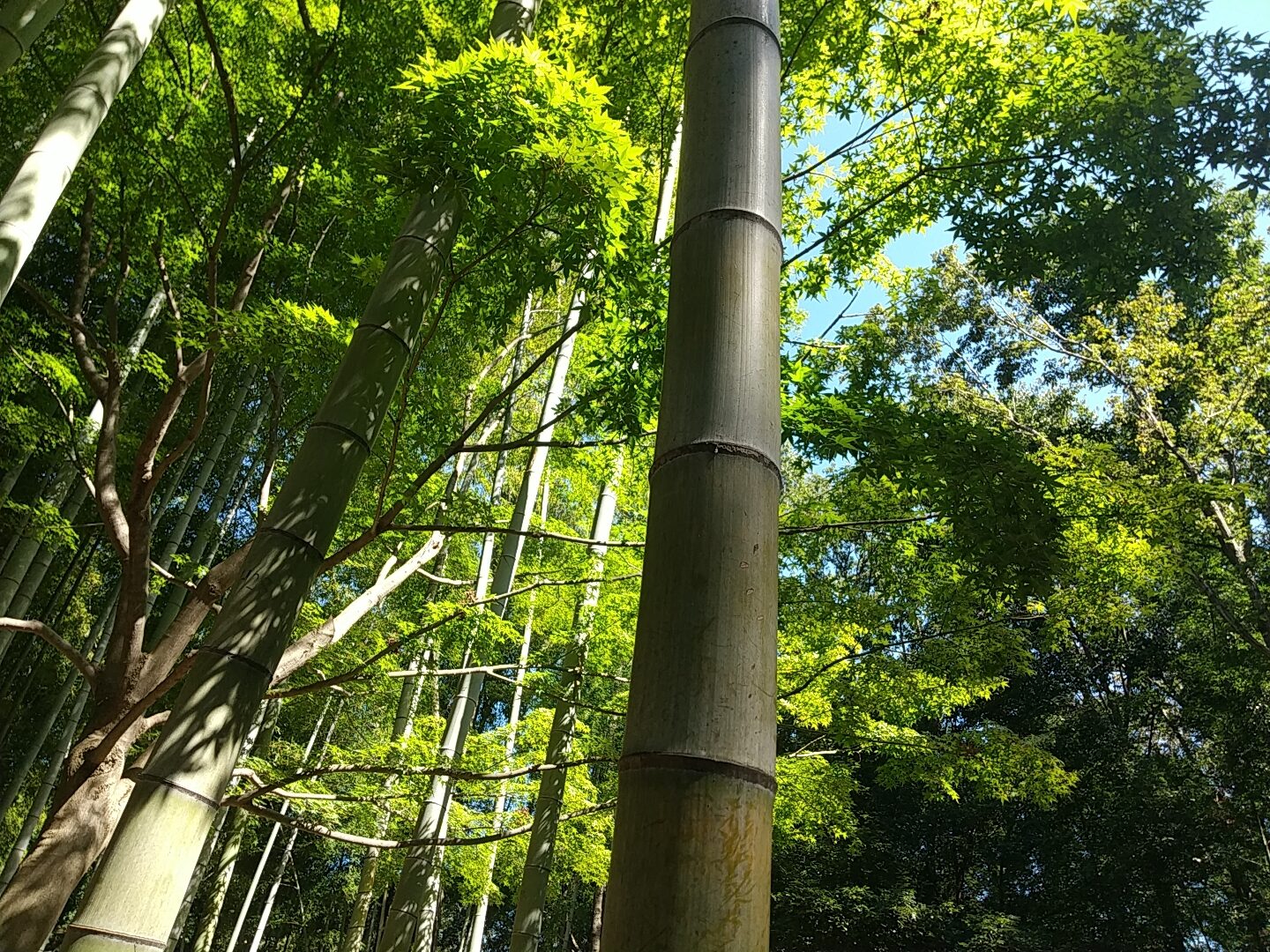 七夕の飾り付けをするのは竹？笹？違いって何？そして由来も紹介葉っぱと水とお日さまと