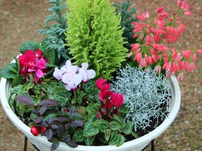 プロが解説 クリスマスにぴったり！１鉢で華やかさ続くブーケのような12月の寄せ植えGardenStoryガーデンストーリー