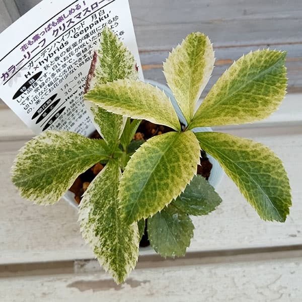 白いクリスマスツリーのおすすめ人気ランキング 2025年10月マイベスト