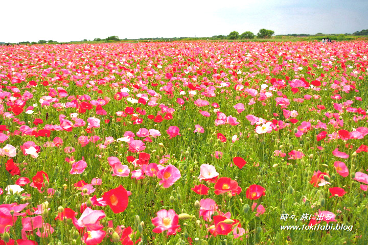 鴻巣市 コスモスフェスティバル 花の名所・見ごろ TOKYOおでかけガイド