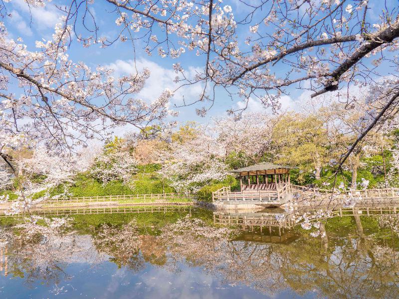 桜の中で遊べる！明石公園で桜まつり開催中 碧南市