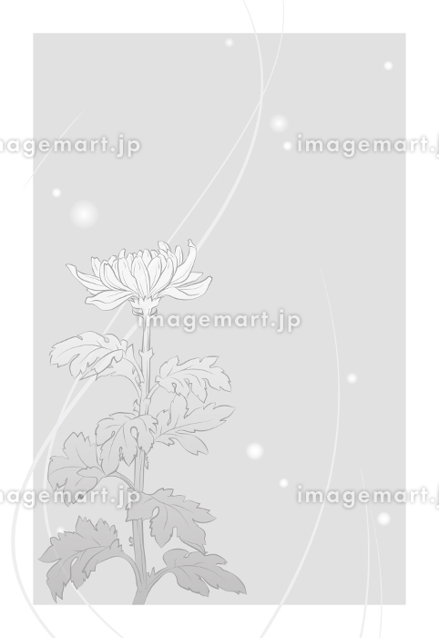 菊の花のポストカード喪中ハガキの写真素材FYI00252966ストックフォトの Qlean Market キュリンマーケット