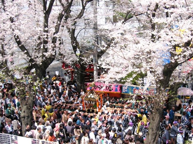 松戸市内各所で「桜まつり」 飲食屋台、サンバパレード、ステージ演奏など - 松戸経済新聞