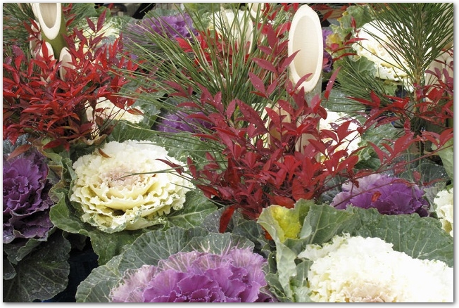 門松など正月飾りに使われる「ハボタン」の出荷が最盛期三重・紀北町24 12 17 12:07