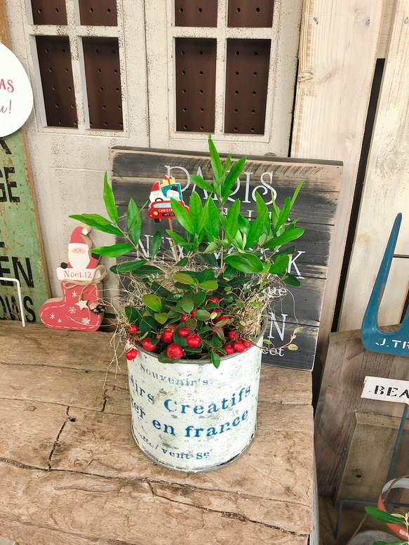 クリスマスの寄せ植えの作り方相性のいい植物や寄せ植え例を紹介