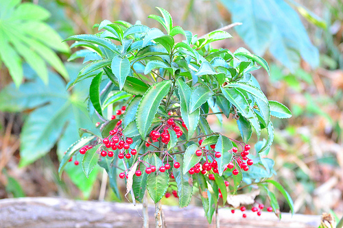 お正月の実 - 『工房momo』