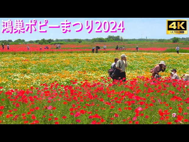 第12回こうのす花まつり馬室会場のポピー畑 イベント 埼玉県鴻巣市埼玉のブログ