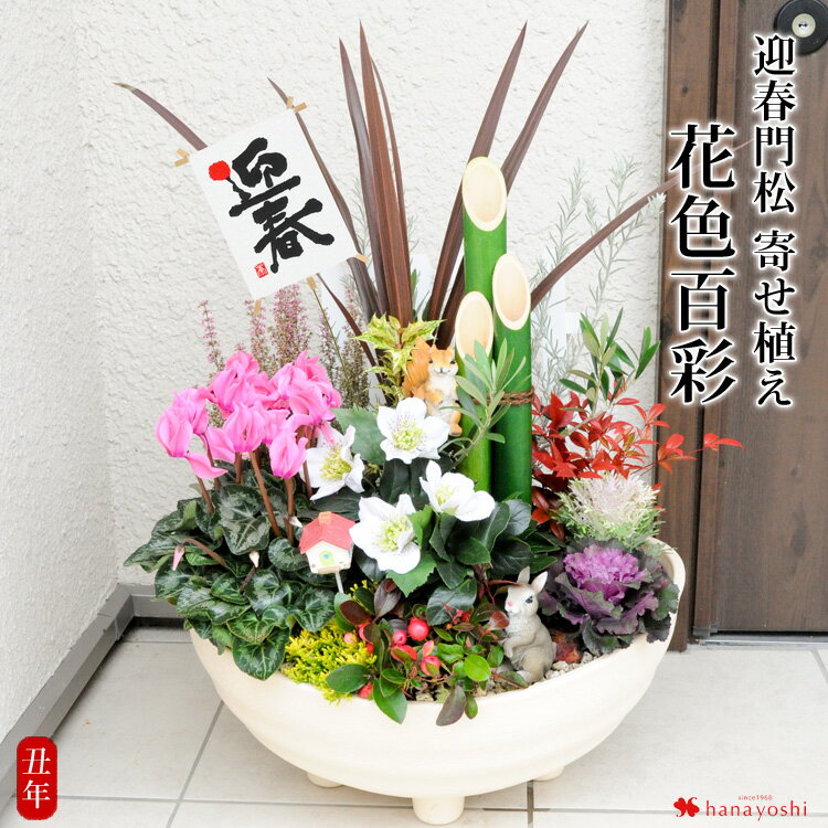 お正月飾り 店舗 玄関 お年賀 プレゼント 寄せ植え 多肉植物 虎っぺ 通販 15138263Creema クリーマ