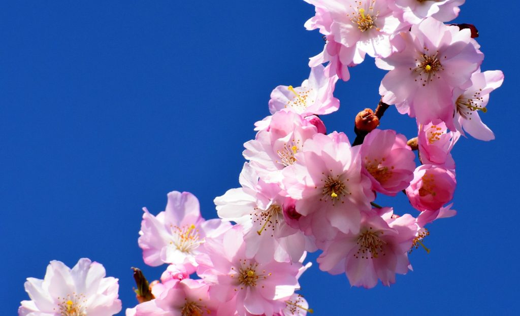 花見トレスはなみとれす とは ピクシブ百科事典