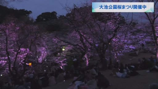 大池公園桜まつり開催中メディアスチャンネル