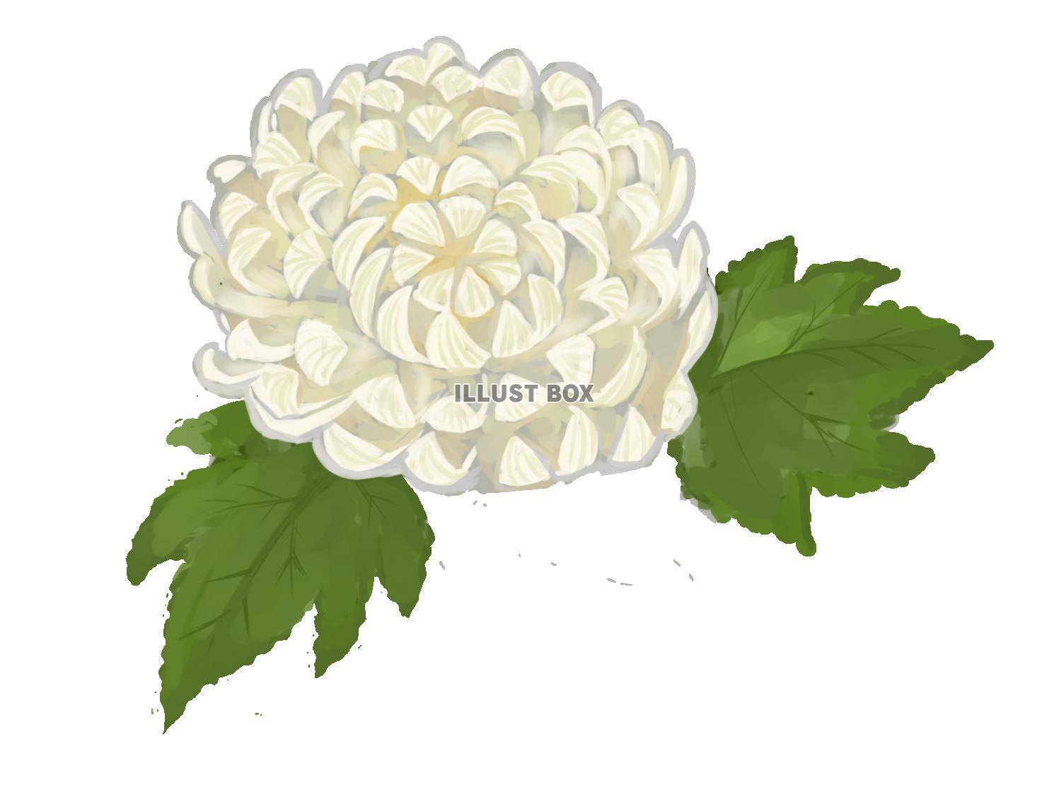 菊の花 喪中イラスト - No: 1022741無料イラスト・フリー素材なら「イラストAC」