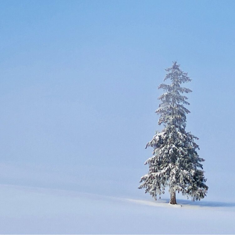 北海道 美瑛町 クリスマスツリーの木157224218 の写真素材 - アフロ