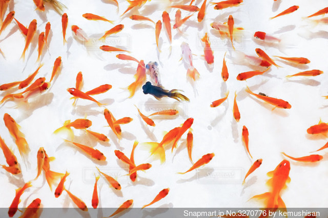 金魚すくい”をイメージしたゼリーのスイーツなど夏祭りの屋台をイメージした「夏祭りスイーツブッフェ」開催！Emo!miuエモミュ