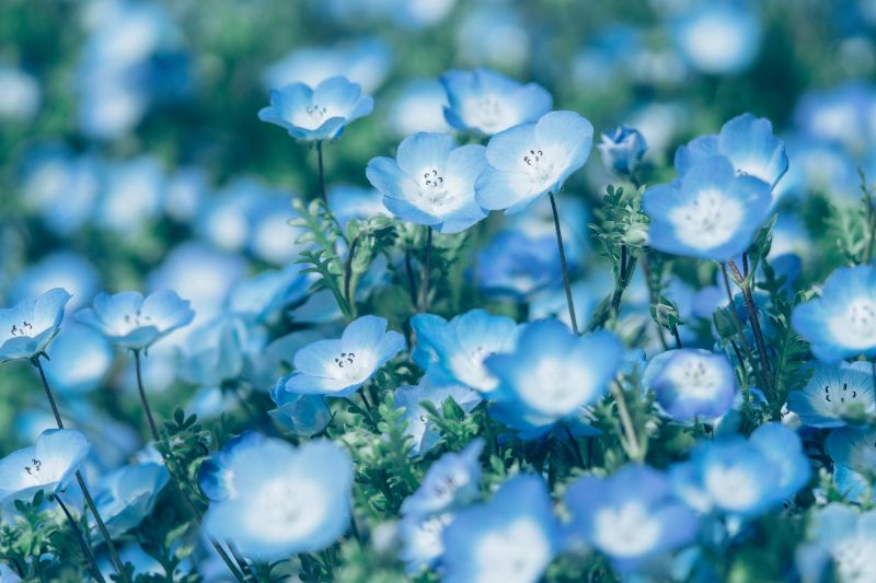 ポインセチアの花言葉と風水怖い花言葉花言葉・誕生花HanaPrime ハナプライム