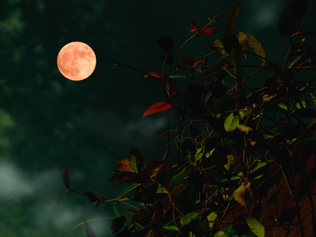 ストロベリームーンのジンクスとは？恋愛の言い伝えや待ち受け効果を解説Aroma et Sens ～アロマエサンス～