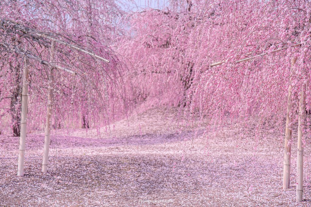 しだれ梅まつり 甘い香り楽しむ 鈴鹿の森庭園三重毎日新聞