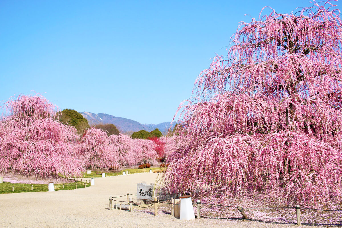 菅原神社のしだれ梅 – 花だより –公式 すずかし観光ガイド さぁ、きっともっと鈴鹿。海あり、山あり、匠の技あり