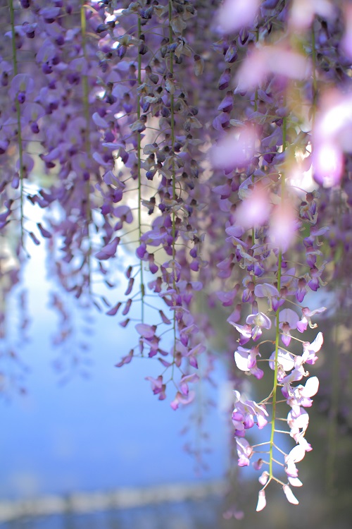 福岡観光 中山大藤まつりに行ってきました BLOGよかまち.com