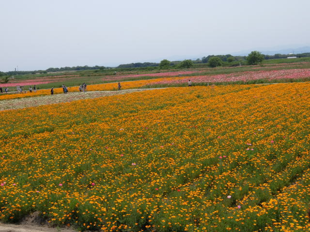 鴻巣市 自慢のポピー畑に異変が。今年の「こうのす花まつり」はちょっと特別になりそう。 とまこ- エキスパート - Yahoo!ニュース
