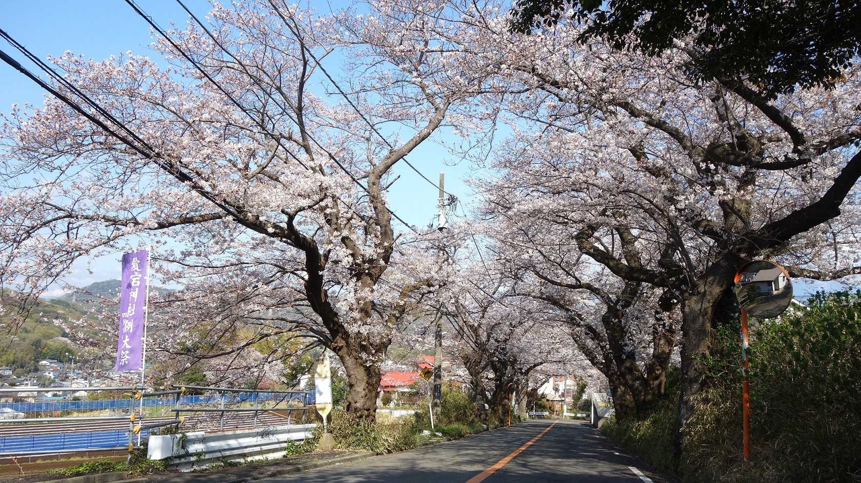 第25回 渋田川桜まつり」開催！！ ◇開催日時： 3月31日 日10時~15時 ・小雨決行 ◇場所： 渋田川・鷹匠橋上流 400m両岸＊会場周辺の臨時駐車場は台数に限りがありますので、公共交通機関をご利用の上ご来場ください。 詳細は以下、平塚市観光協会ホームページのチラシ
