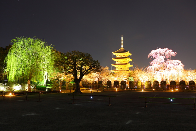東寺 夜桜ライトアップざ・京都