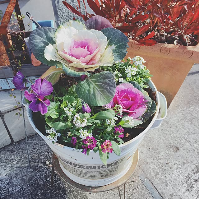 アンティークカラーのお正月寄せ植え熊本の大型総合園芸店 ナーセリーズ