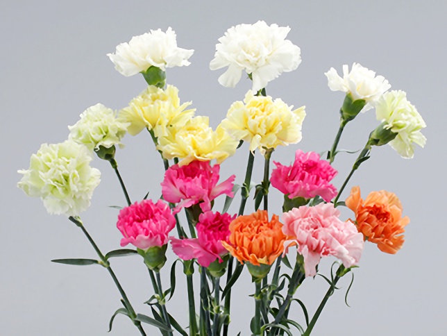 生花 予約 母の日☆カーネーション グリーン コロンビア産 プラドミント、フォランジ、ゴブリンなどOR-88- 花材通販はなどんやアソシエ