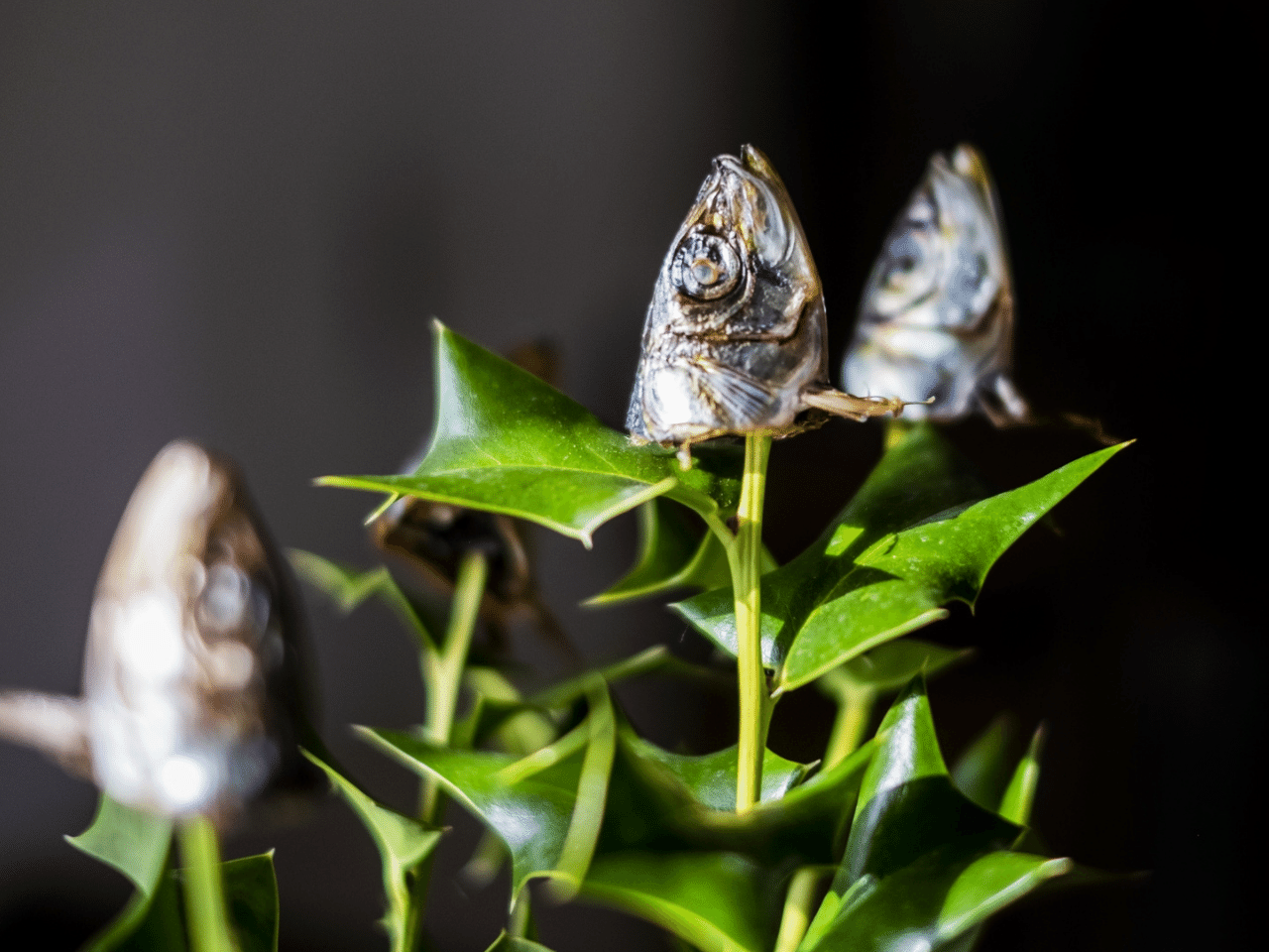 節分のヒイラギいわしのいわれとは？どんな意味があるのか教えて！暮らしのNEWS