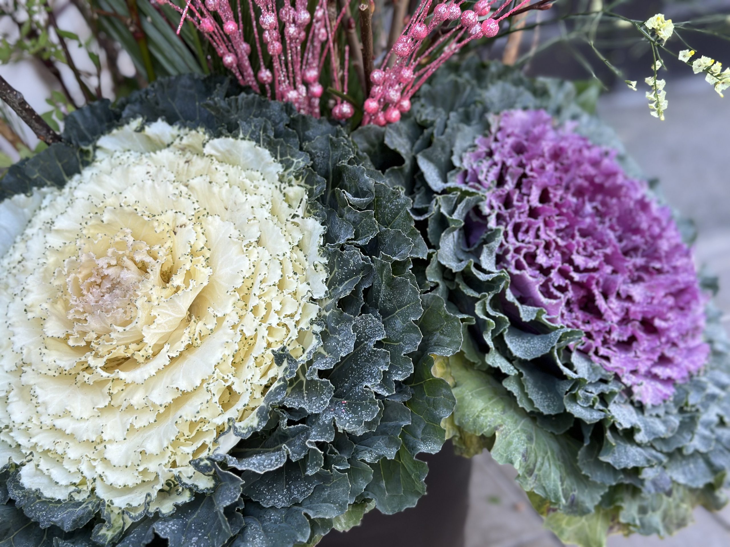 葉牡丹の葉がきれいに色づかない：葉牡丹の寄せ植えの育て方 踊り葉牡丹に仕立てるグリーン＆インテリア ー 何気ない日々をおもしろく