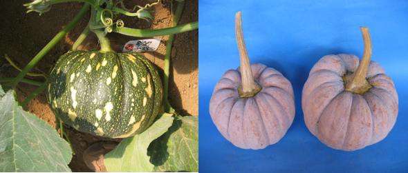 ハロウィンの起源や由来、カボチャの提灯の意味や仮装の理由は