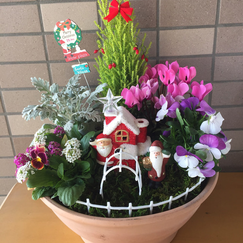 15.クリスマスやお正月にも飾れる☆可愛い寄せ植え☆初心者様向け☆