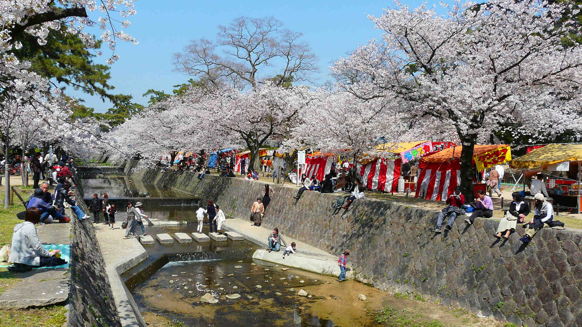 🌸夙川の桜🌸 私の地元の夙川桜並木をせなさんぽ🚶🏻‍♀️🍀 約15年ぶりに見に帰ることができました！歩いて行ける身近な所にある素晴らしい桜並木。 昔はお花見の時期に出ていた屋台が目的で行く所だったり、レッスンの合間に遊びに行くごく普通の所でしたが、今となっ