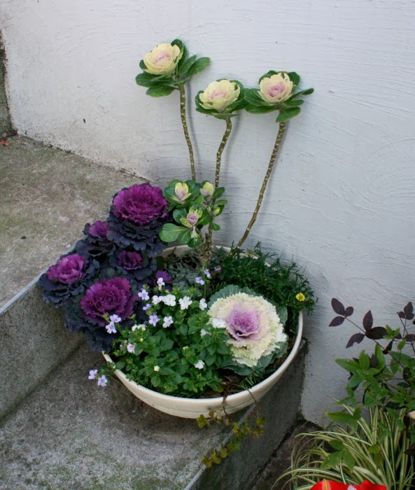 お正月の葉牡丹 ハボタン の寄せ植えはそのまま育てる！踊り葉牡丹の作り方