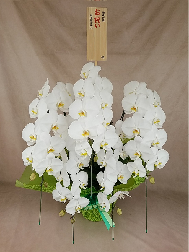 楽天市場 胡蝶蘭 お礼の通販