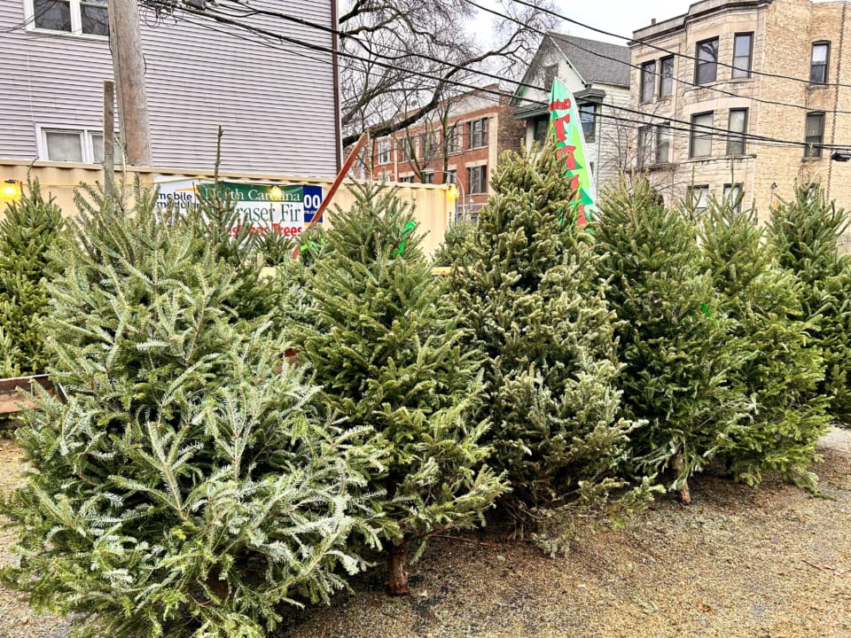 映画ホームアローンの謎 まさか本人だったイギリス暮らしたまごのブログ