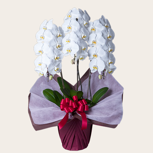 社長・役員就任祝いに最適な胡蝶蘭 - 法人・個人花の配達・ギフト HABOTAN FLOWER ハボタンフラワ