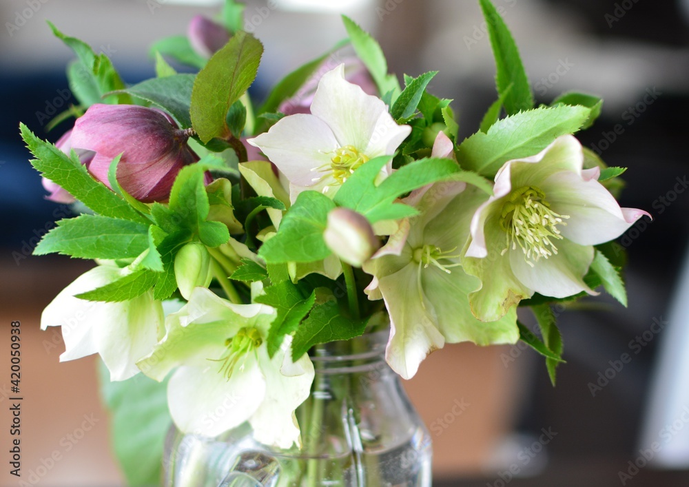 クリスマスローズ 人気の花束・ブーケ特集FLOWERかわいい花束を 送料無料 でお届け！毎日お得なオンラインのお花屋さん