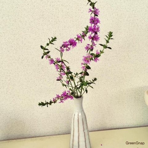 お盆の花 －ミソハギー 限定販売 - みどり霊園