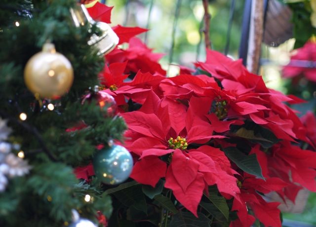 クリスマスの寄せ植えをつくろう！シーズンイベントを楽しむガーデニング植物の暮らしサポートマガジンPLANTE プランテ