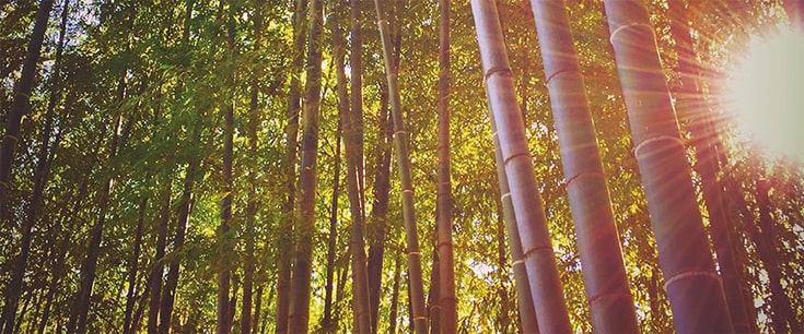 2025年最新 暑中見舞い 残暑見舞いメールのビジネス例文を紹介アララ メッセージ