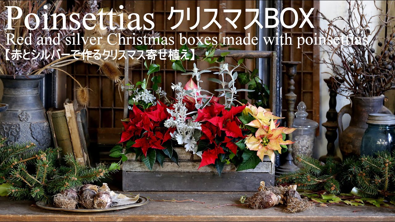 クリスマスにもぴったり!冬の寄せ植え valor-navi バローナビ