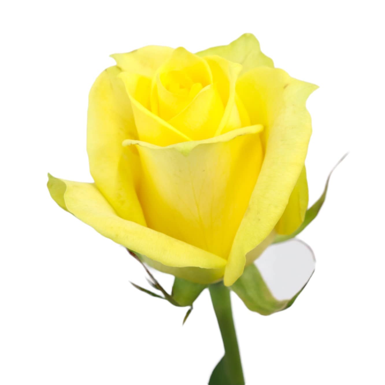 エクリュと黄色い薔薇のリボンのヘッドドレス ウェディング ウエディング ブライダル ヘッドパーツ 髪飾り 黄色 イエローiichi日々の暮らしを心地よくするハンドメイドやアンティークのマーケットプレイス