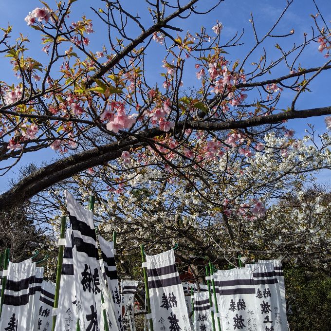 旗上弁財天社。源氏池に浮かぶパワースポット鎌倉トリップ日帰りで紅葉の鎌倉へ