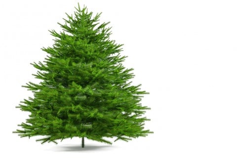 そのクリスマスツリーは何の木ですか？持続可能な林業のために