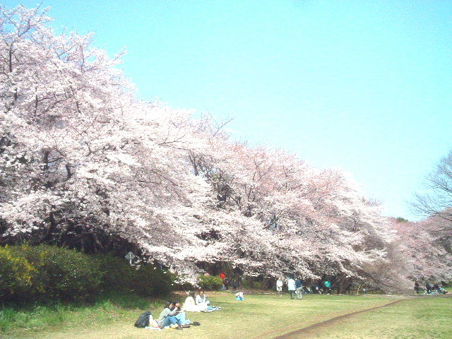 砧公園でお花見しましょう