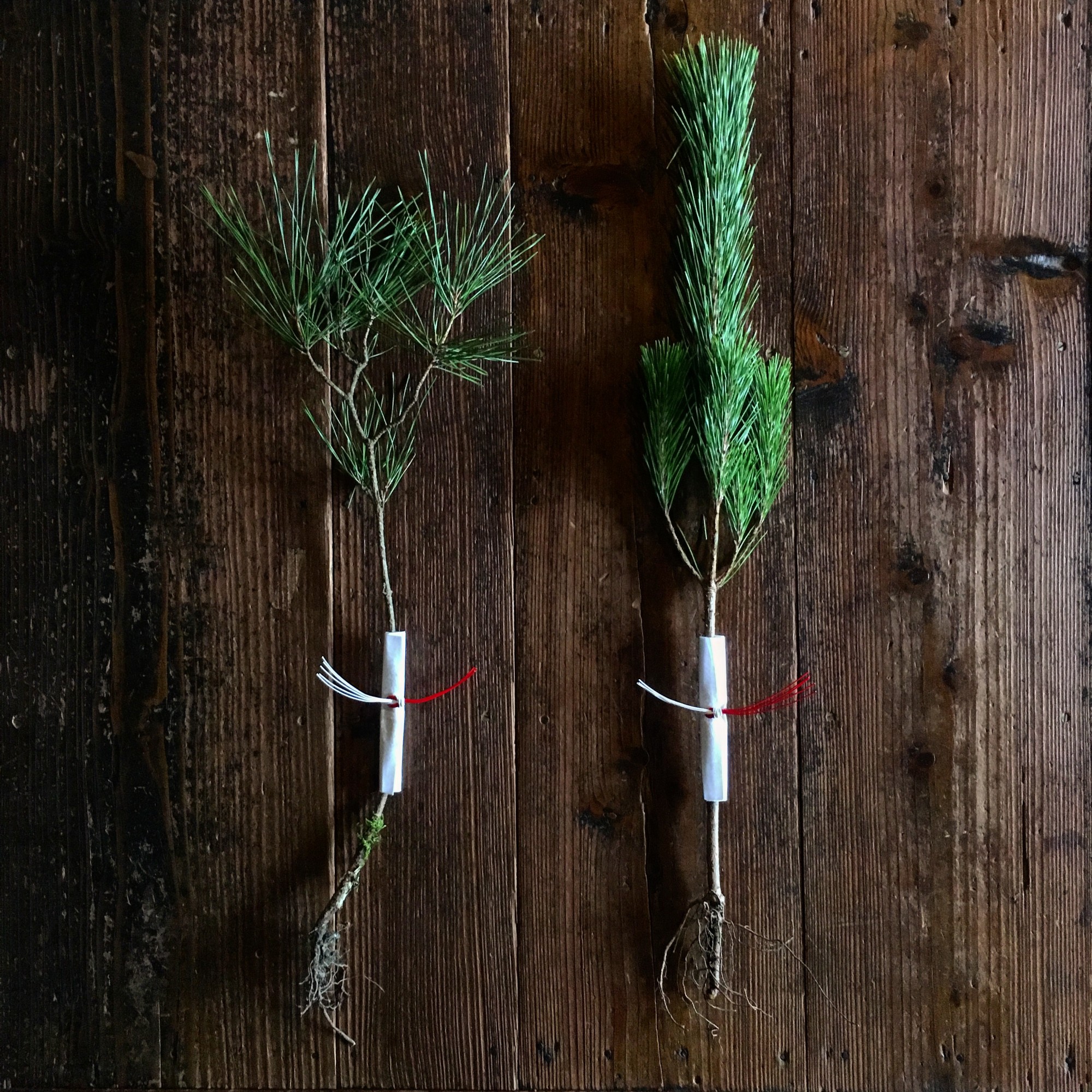 縁起の良い松の造花でお正月飾りを簡単アレンジ！ - はなどんやマガジン