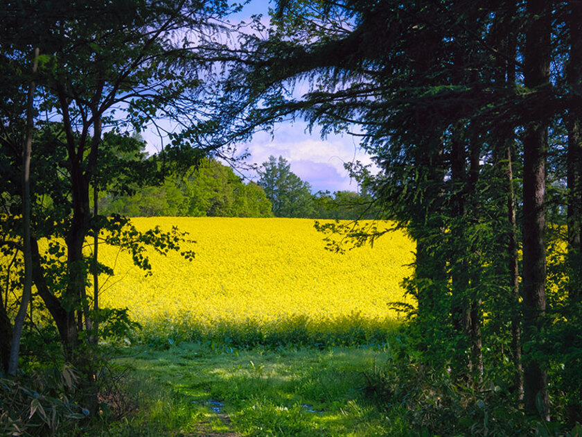 たきかわ菜の花まつり 開催！✨, 5月17日から25日まで!, 詳しくは, たきかわ菜の花まつり公式HPをご確認ください！,たきかわ,滝川市,滝川,江部乙町,たきかわ菜の花まつり,菜の花,黄色,takikawa,2025,道の駅,たきかわ菜の花フォトコン2025