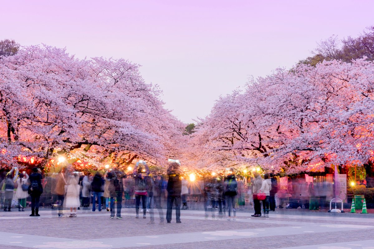 上野公園 桜まつり2024 屋台TikTok
