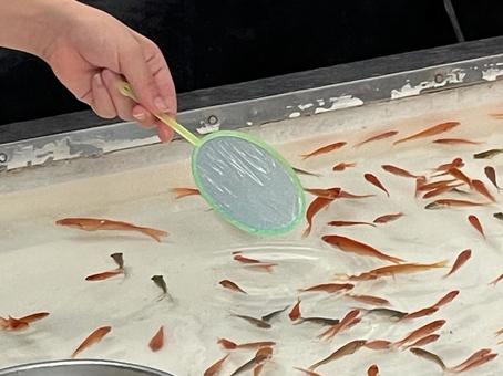 夏祭り 金魚すくい関本家具装芸ドレッサー 古材家具 IKP 女優ドレッサー モールテックス家具 mortex